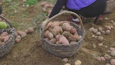 云南农村洋芋土豆生活丰收视频的预览图